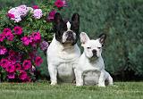 BOULEDOGUE FRANCAIS 645